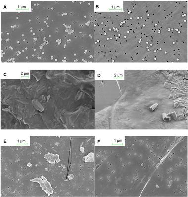 The Effects of Combined Ocean Acidification and Nanoplastic Exposures on the Embryonic Development of Antarctic Krill